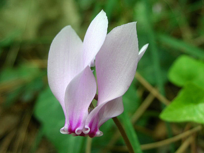 Cyclamen hederifolium / Ciclamino napoletano